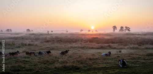 cows in foggy early morning meadow during sunrise in dutch province of overijssel photo