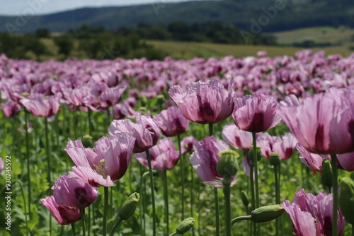 Klatschmohn