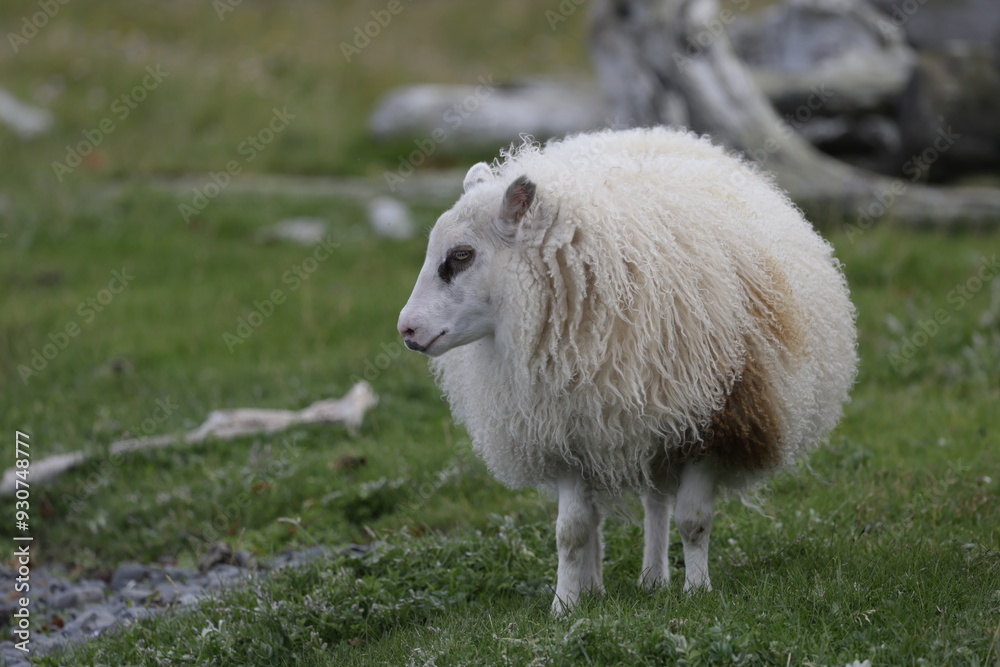 Naklejka premium Sheep of Iceland