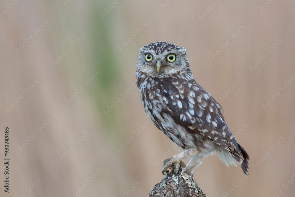 Owl Owl