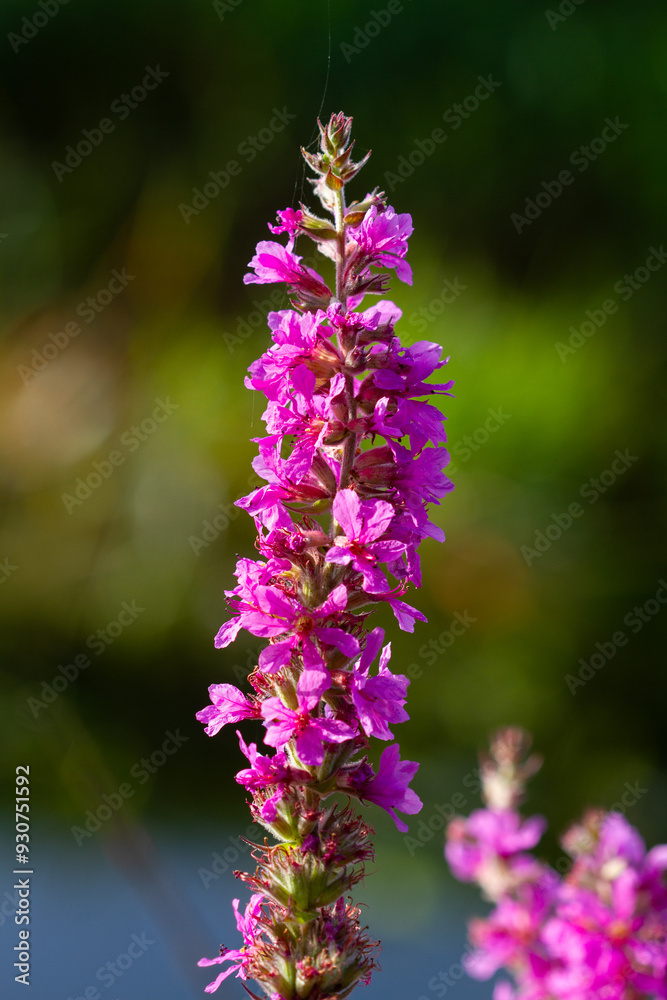 Closeup of the erect purple flower of Purple loosestrife Closeup of the erect purple flower of Purple loosestrife