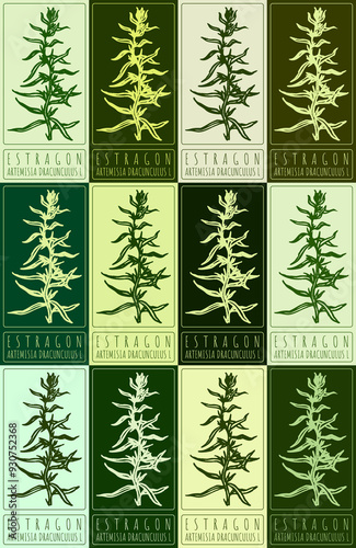 Set of drawing ESTRAGON in various colors. Hand drawn illustration. Latin name is ARTEMISIA DRACUNCULUS L. photo