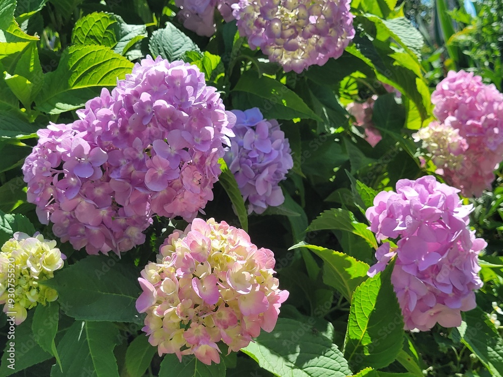 A bush of a flowering hydrangea that changes its color from pink to blue A bush of a flowering hydrangea that changes its color from pink to blue