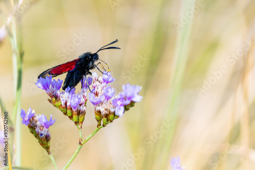 Photography "Six spot burnet moth" "Zygaena filipendulae" feeding on purple flower