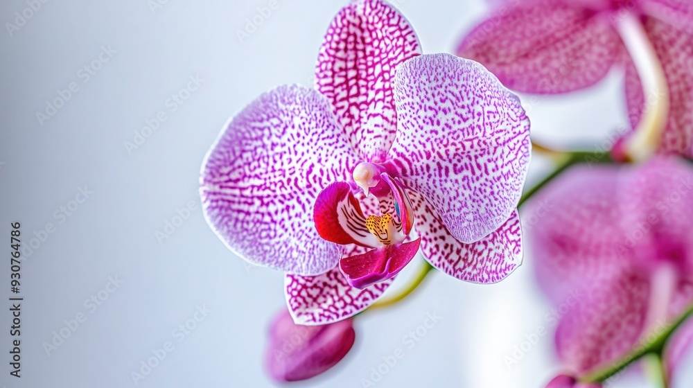 Fototapeta premium Close-Up Shot of Stunning Orchid Flower on a White Background