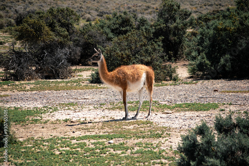 Guanaco patagónico de la Patagonia Argentina en la provincia de Chubut donde se aprecia la belleza de la estepa. photo