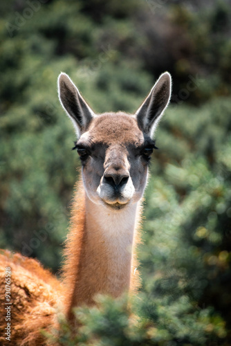 Guanaco patagónico de la Patagonia Argentina en la provincia de Chubut donde se aprecia la belleza de la estepa. photo