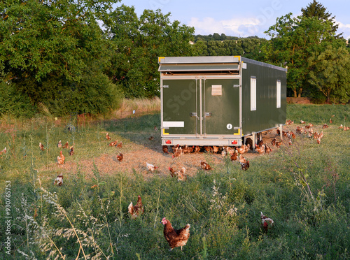 Agriculture Freeland chickens grazing around chicken trailer