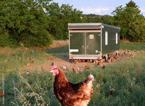 Agriculture Freeland chickens grazing around chicken trailer