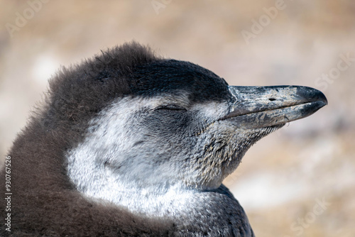 Pinguino de Magallanes en la Patagonia Argentina, provincia de Chubut.  photo