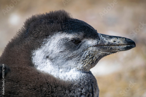 Pinguino de Magallanes en la Patagonia Argentina, provincia de Chubut.  photo