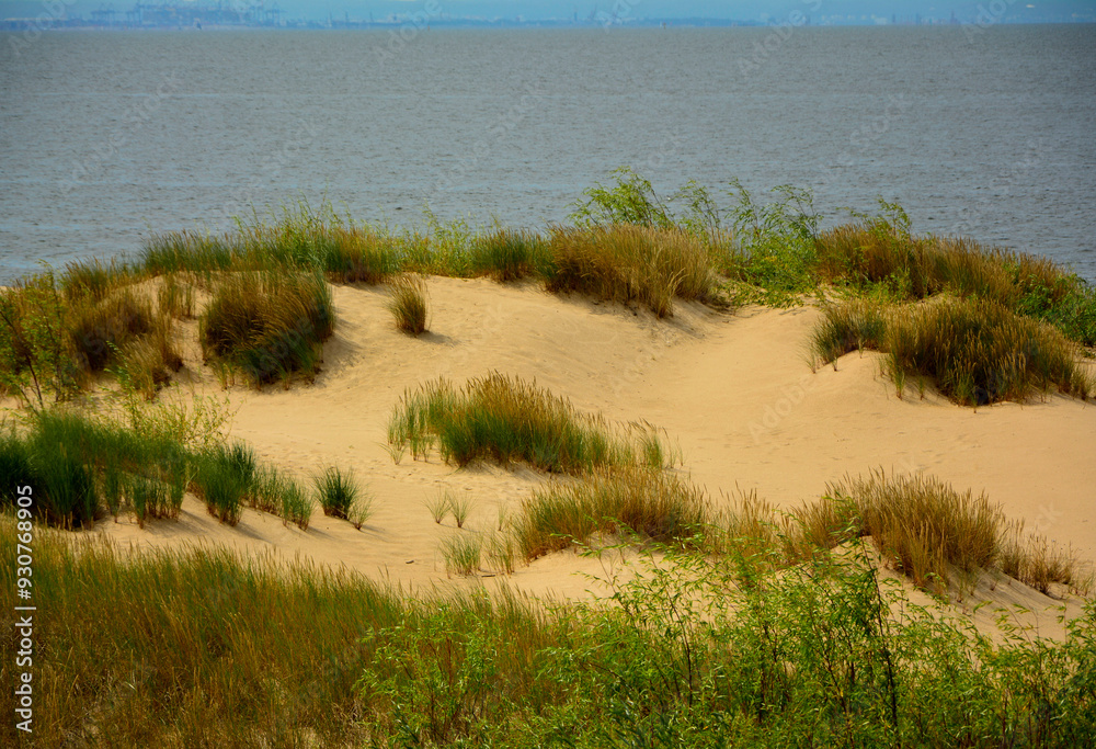 trawy wydmowe, trawy na nadmorskiej wydmie, trawy na piaszczystej wydmie, Piaskownica zwyczajna, Calamagrostis arenaria or Ammophi, dune grasses, beach grass,sand dune with marram grass