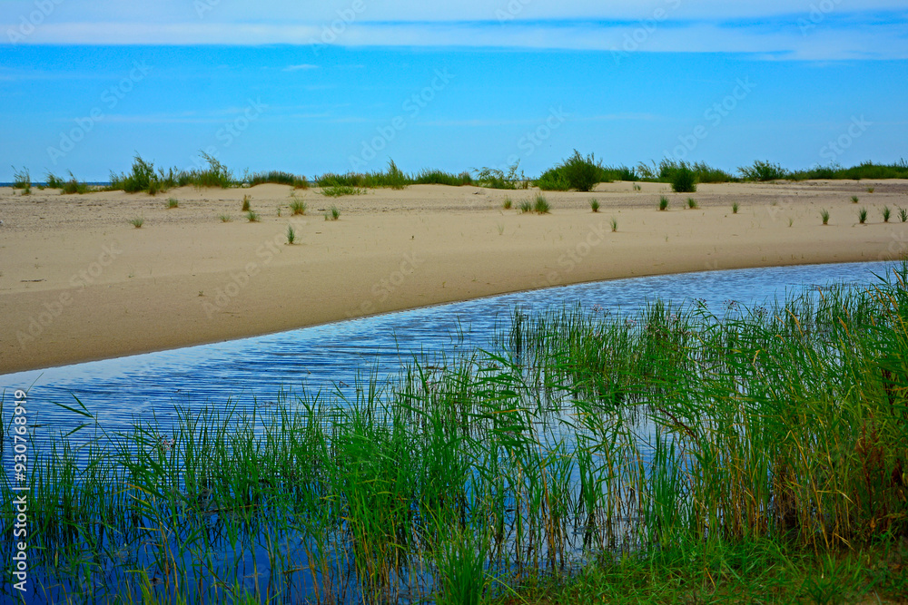 zatoka z piaszczystą wydmą, zalew z piaszczystą wydmą i zielonymi trzcinami, ujście Wisły, bay with sand dune, coastline with a dune and green reeds,