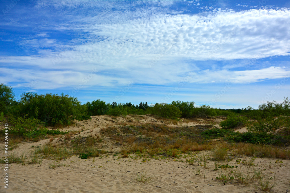 trawy wydmowe, trawy na nadmorskiej wydmie, nadmorska wydma, Piaskownica zwyczajna, Calamagrostis arenaria or Ammophi, dune grasses, beach grass,sand dune with marram grass