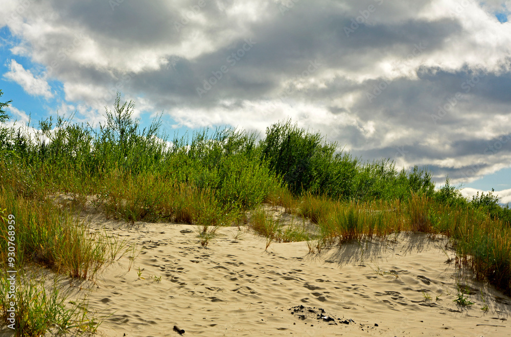 trawy wydmowe, trawy na nadmorskiej wydmie, trawy na piaszczystej wydmie, Piaskownica zwyczajna, Calamagrostis arenaria or Ammophi, dune grasses, beach grass,sand dune with marram grass