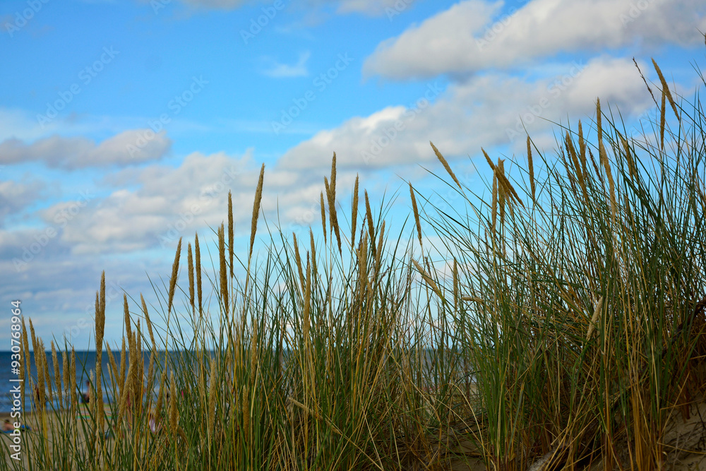 trawy wydmowe, trawy na nadmorskiej wydmie, trawy na piaszczystej wydmie, Piaskownica zwyczajna, Calamagrostis arenaria or Ammophila arenaria, dune grasses, beach grass,sand dune with marram grass