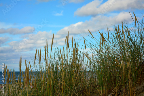 Obraz na płótnie trawy wydmowe, trawy na nadmorskiej wydmie, trawy na piaszczystej wydmie, Piaskownica zwyczajna, Calamagrostis arenaria or Ammophila arenaria, dune grasses, beach grass,sand dune with marram grass
w salonie
