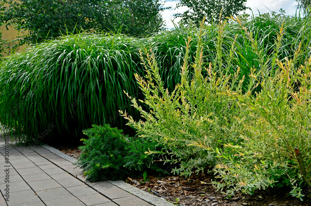 Wierzba japońska rosnąca jako krzew, wierzba calolistna, Salix integra, krzak wierzby japońskiej i trawy ozdobne w ogrodzie, Salix 'Hakuro-Nishiki', Decorative shrub Salix integra Hakuro nishiki