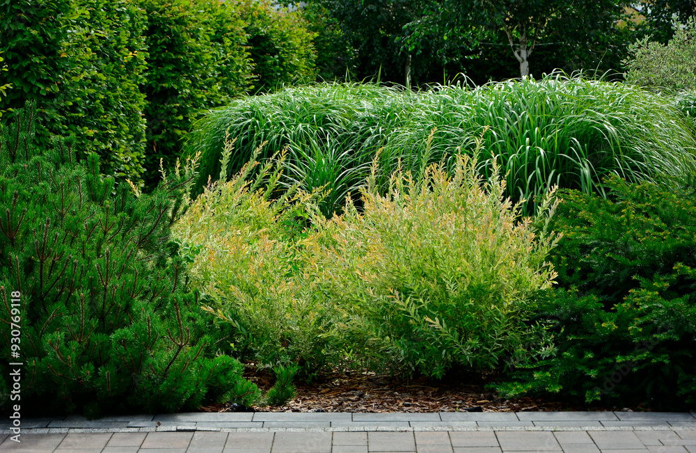 Wierzba japońska rosnąca jako krzew, wierzba calolistna, Salix integra, krzak wierzby japońskiej i trawy ozdobne w ogrodzie, Salix 'Hakuro-Nishiki', Decorative shrub Salix integra Hakuro nishiki