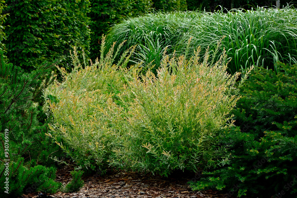 Wierzba japońska rosnąca jako krzew, wierzba calolistna, Salix integra, krzak wierzby japońskiej i trawy ozdobne w ogrodzie, Salix 'Hakuro-Nishiki', Decorative shrub Salix integra Hakuro nishiki