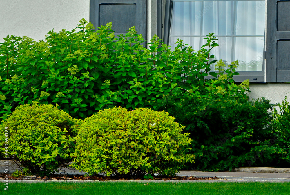 żółte i zielone krzewy w ogrodzie przy oknie domu, hortensja bukietowa i tawuła japońska w ogrodzie, Spiraea japonica, Hydrangea paniculata, hydrangea and yellow Japanese meadowsweet, Japanese spiraea