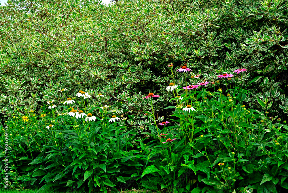 Jeżówki purpurowe w ogrodzie, białe i rózowe kwiaty jeżówek, Echinacea purpurea , jeżówka purpurowa, kolorowe kwiaty, Purple coneflowers in the garden, white and pink coneflower flowers, flower plant