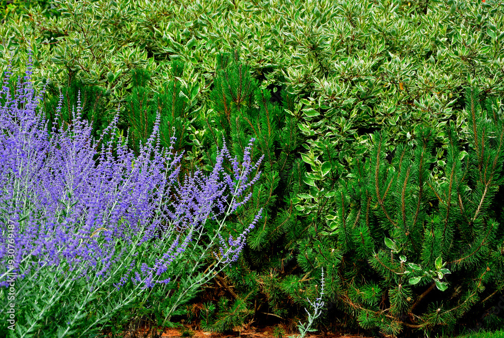 Perowskia łobodolistna 'Blue Spire', kwitnąca Perowskia w ogrodzie, Perowskia, sosana gór i dereń biały, Salvia yangii, Perovskia atriplicifolia, Russian sage, herbaceous perennial plant and subshrub