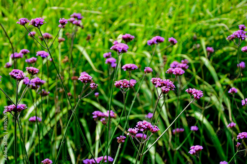 kwitnąca werbena patagońska na tle traw, Verbena bonariensis, purpletop vervain, clustertop vervain, Argentinian vervain, tall verbena, pretty verbena,
