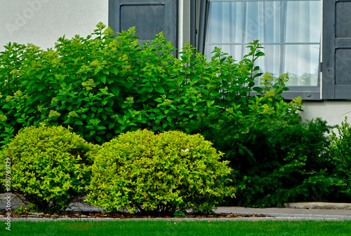 Obraz na płótnie żółte i zielone krzewy w ogrodzie przy oknie domu, hortensja bukietowa i tawuła japońska w ogrodzie, Spiraea japonica, Hydrangea paniculata, hydrangea and yellow Japanese meadowsweet, Japanese spiraea w salonie