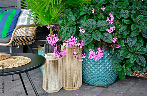 Obraz na płótnie kompozycja z roślin doniczkowych komarzyca i pelargonia bluszczolistna, Plectranthus Nico, ozdone wazony, stolik, rołsiny i fotel na tarsie, flowers in pot and decorative objects on the patio, w salonie