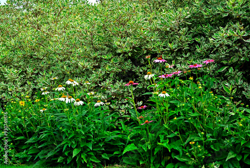 Jeżówki purpurowe w ogrodzie, białe i rózowe kwiaty jeżówek, Echinacea purpurea , jeżówka purpurowa, kolorowe kwiaty, Purple coneflowers in the garden, white and pink coneflower flowers, flower plant	