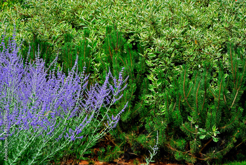 Perowskia łobodolistna 'Blue Spire', kwitnąca Perowskia w ogrodzie,  Perowskia, sosana gór i dereń biały, Salvia yangii, Perovskia atriplicifolia, Russian sage, herbaceous perennial plant and subshrub photo