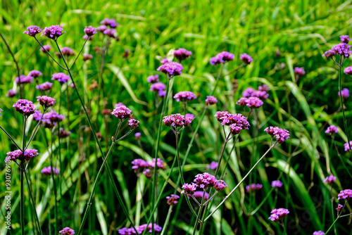 Obraz na płótnie kwitnąca werbena patagońska na tle traw, Verbena bonariensis, purpletop vervain, clustertop vervain, Argentinian vervain, tall verbena, pretty verbena, w salonie
