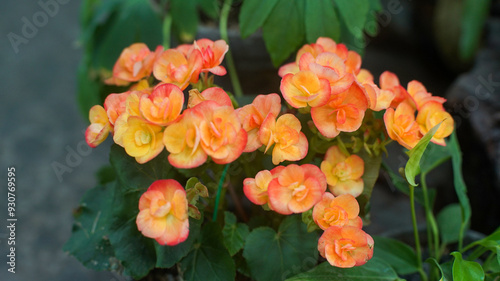 Photos Orange begonia flowers in the garden