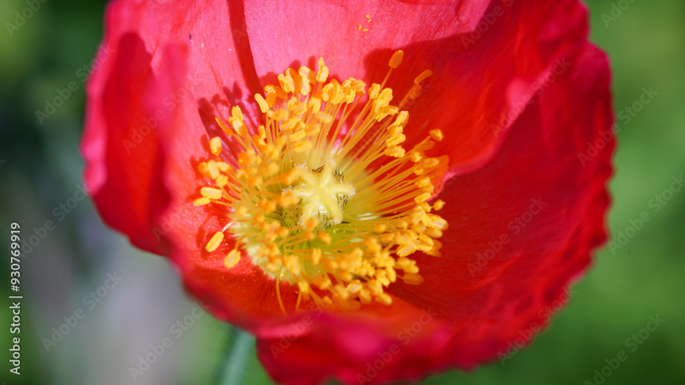 Macro photo of red island poppy flower Macro photo of red island poppy flower