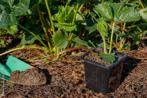 How to propagate strawberry bushes. Strawberry sprout in a plastic seedling pot