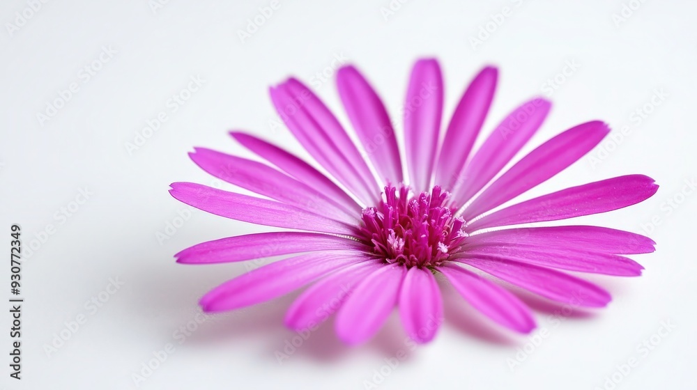 Vibrant Close-Up Shot of Verbena Flower on White Background - Floral Photography Vibrant Close-Up Shot of Verbena Flower on White Background - Floral Photography