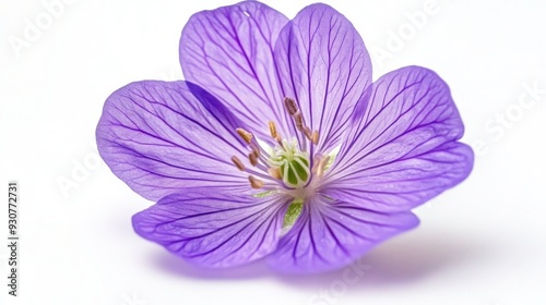 Vibrant Close-Up Shot of Sweet Pea Flower on White Background - Floral Photography