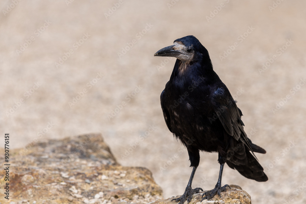 Obraz premium Close up of a rook (corvus frugilegus) perching on a rock