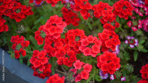 Red Garden Verbena Flowers on the Flowerpot