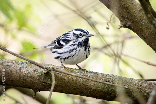Black and White Warbler New world warblers Bird