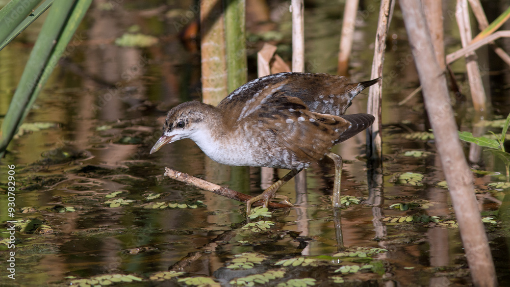 Fototapeta premium great crested grebe