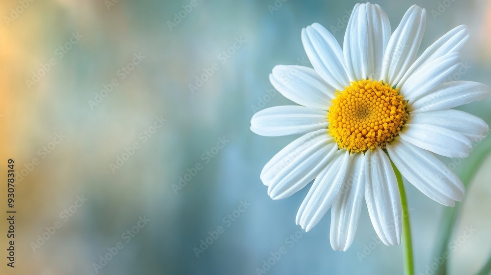 Close-up view of a white daisy Close-up view of a white daisy