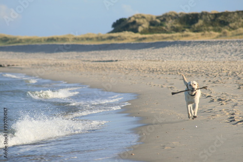 gehorsame Hunde am Strand