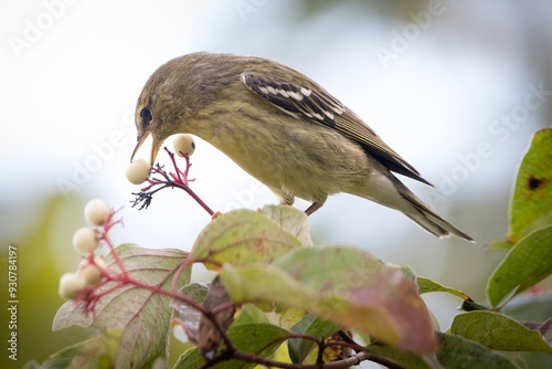 Blackpoll Warbler Migrating Bird New World Warbler