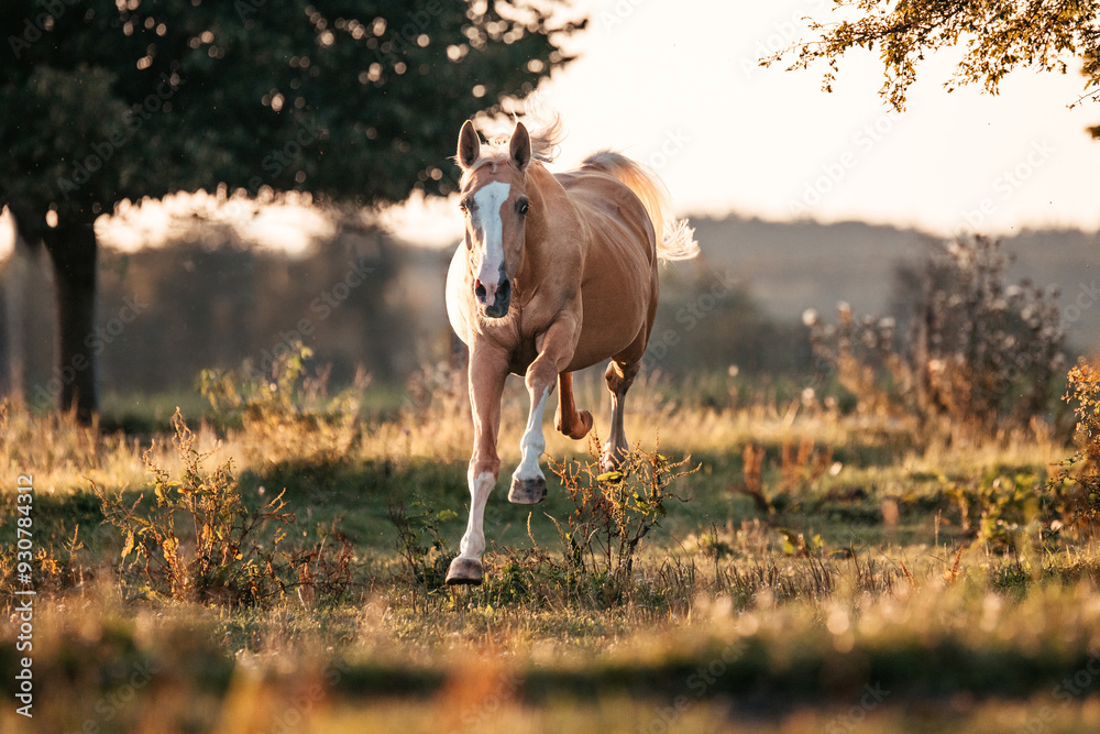 Fototapeta premium Bayrisches Warmblut