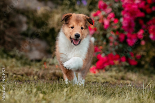 American Collie Welpe photo