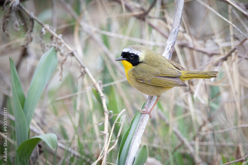 Fototapeta premium Common Yellowthroat New World Warbler Bird