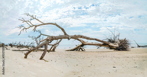 Botnay Bay - A beach full of life and death photo