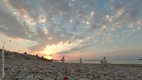 Gabbiani in riva al mare che volano, risoluzione 4k